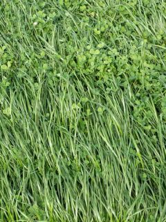 Close up shot of an annual ryegrass, 8 Types Of Ryegrass [Do you know them all?]
