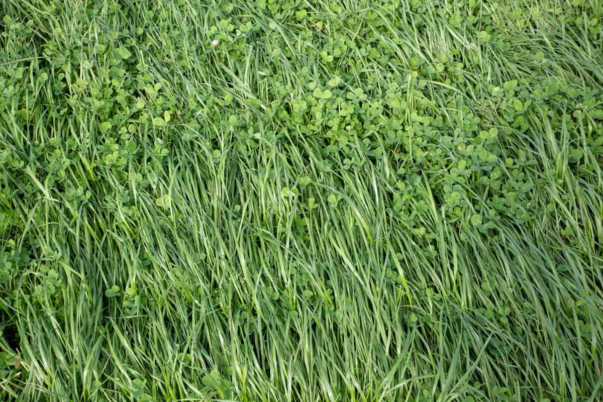 Close up shot of an annual ryegrass, 8 Types Of Ryegrass [Do you know them all?]