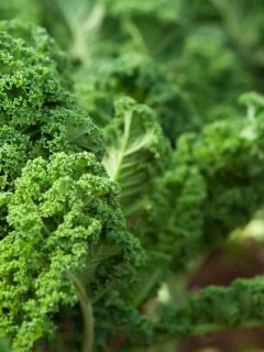 Close view of Kale in an organic garden, How To Grow Kale From Seed Indoors