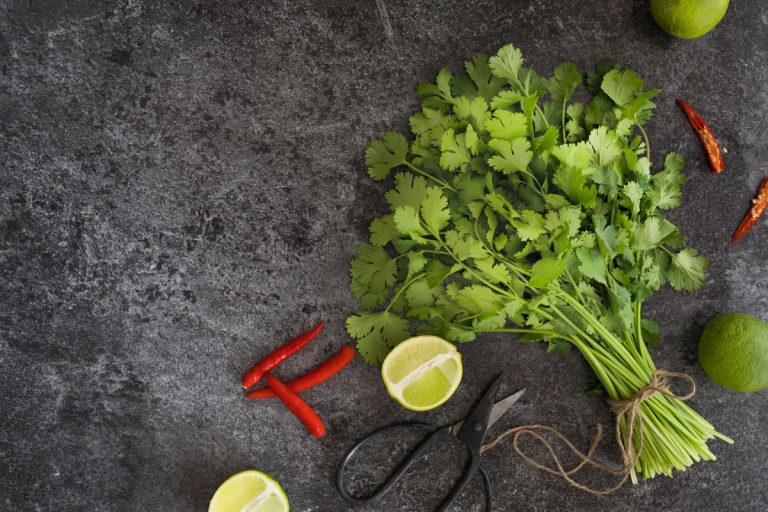 Coriander cilantro leaves bundled and sliced lemons with chili on the side, How To Grow Cilantro Indoors