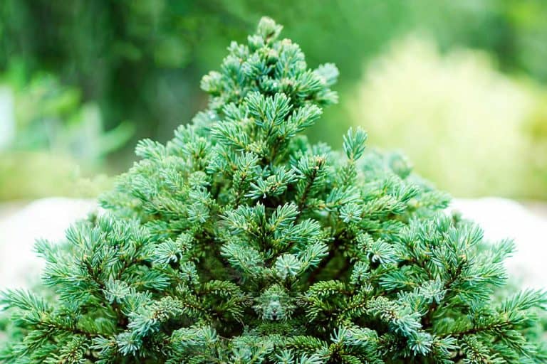 Decorative dwarf pine grows in the garden, 32 Dwarf Conifers For Landscaping