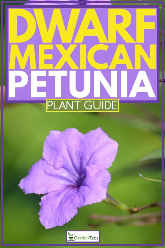 Petunia Ruellia brittoniana purple flower with blurred green background, Dwarf Mexican Petunia - Plant Guide
