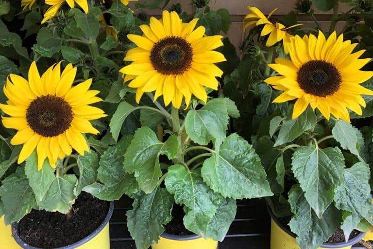 Dwarf sunflowers beautifully growing on yellow pots, Can You Grow Sunflowers In A Pot?