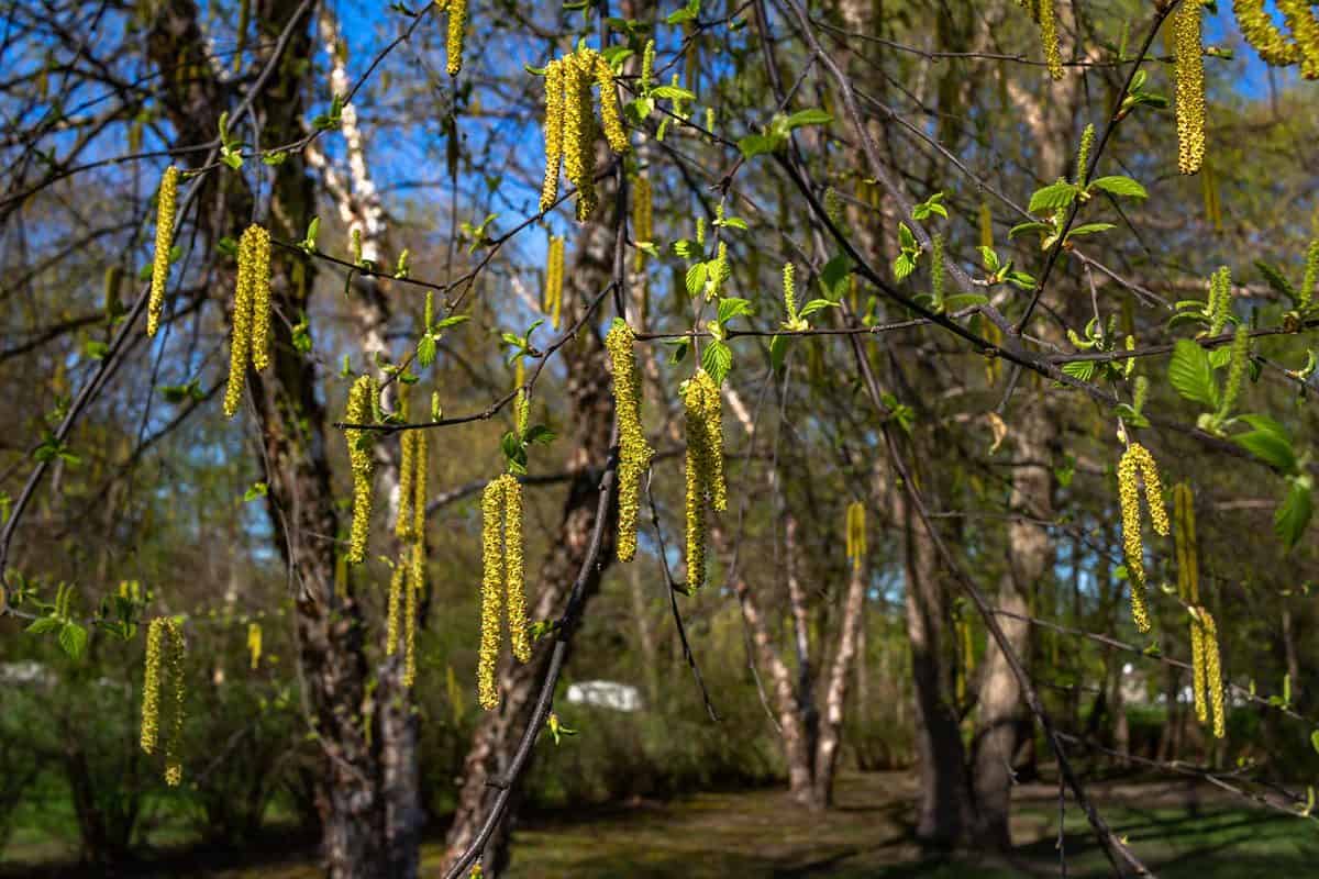 Flowering yellow catkins on a river birch tree (betula nigra) in spring