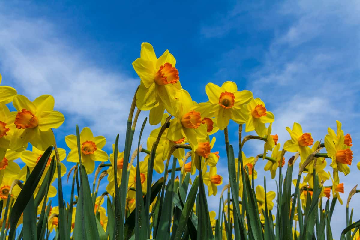 Golden yellow dutch daffodil flowers close up low angle of view with blue sky background