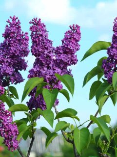Gorgeous lilac flower blooming on a very hot day, 17 Purple Shrubs And Bushes