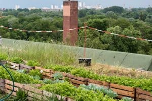Read more about the article Can I Put A Garden On My Roof?