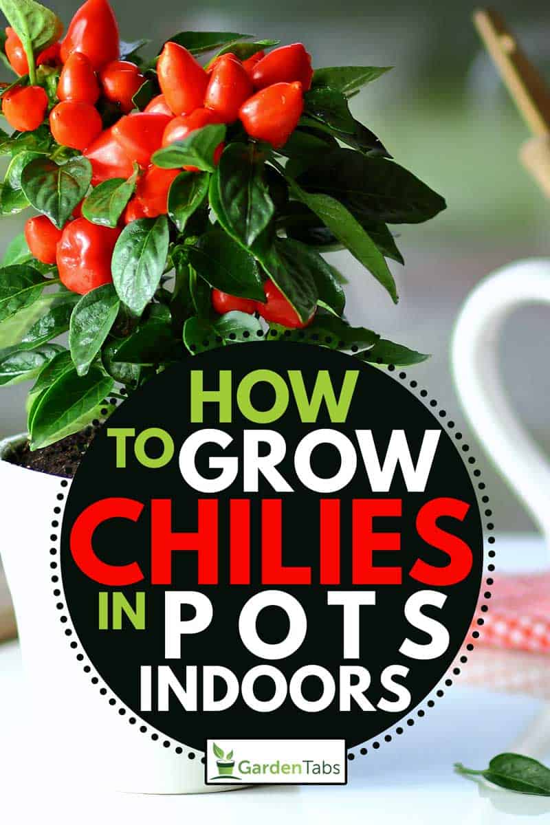  red pepper on the kitchen table in ceramic pots, How To Grow Chilies In Pots Indoors