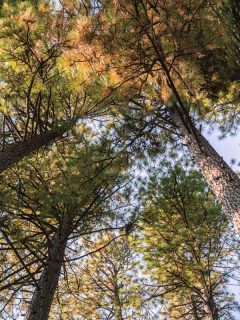 Huge western yellow pine tree photographed below, 8 Fastest Growing Pine Trees For Landscaping