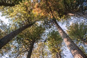 Read more about the article 8 Fastest Growing Pine Trees For Landscaping