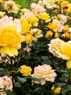 Hybrid Tea Rose, beautiful yellow flower head in flower bed, When Do Roses Bloom?