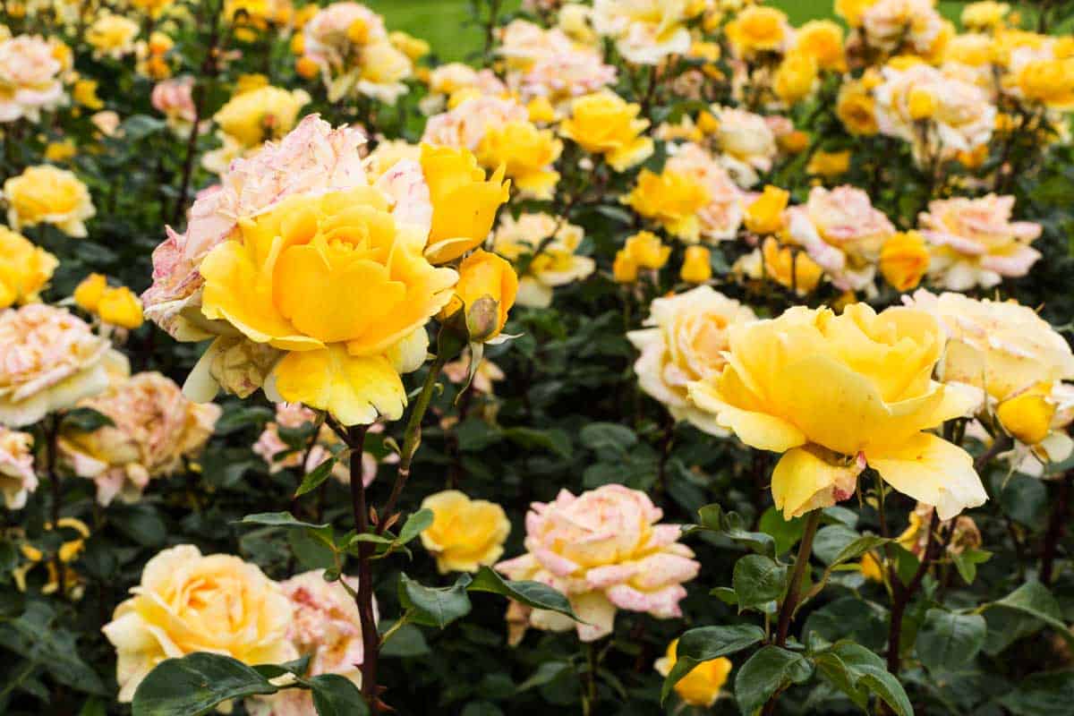 Hybrid Tea Rose, beautiful yellow flower head in flower bed