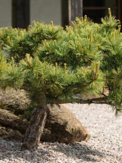 Japanese pine tree outside in the stone garden in front of a japanese house, Japanese Pine Tree: The Complete Care Guide