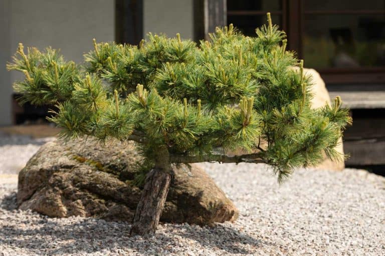 Japanese pine tree outside in the stone garden in front of a japanese house, Japanese Pine Tree: The Complete Care Guide