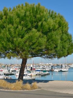 Lone stone pine tree planted near at dock, Italian Pine Tree Care Guide