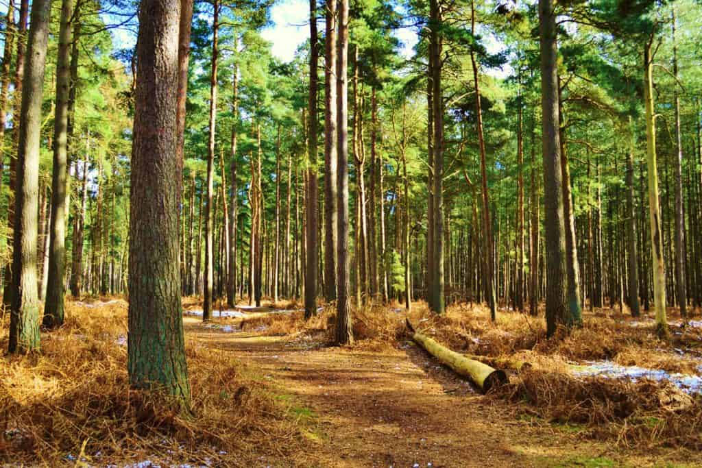Norfolk island pine tree forest photographed beneath
