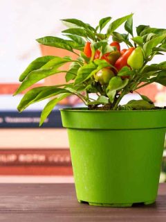 One whole hot red orange habanero pepper growing in a green pot with books near the window in background, How To Grow Habanero Peppers Indoors