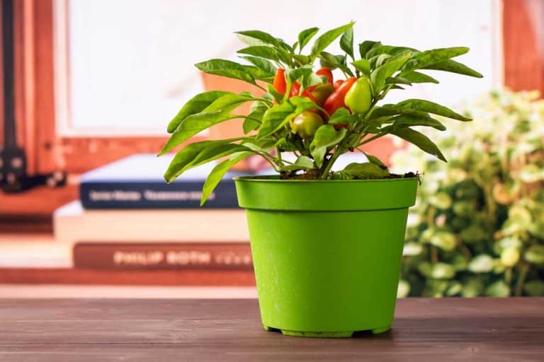 One whole hot red orange habanero pepper growing in a green pot with books near the window in background, How To Grow Habanero Peppers Indoors