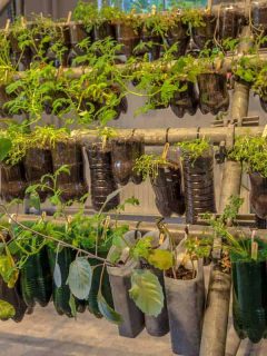 Organic hanging baskets vegetable garden made of plastic bottles inside a home, Can You Grow Vegetables Indoors All Year Round?