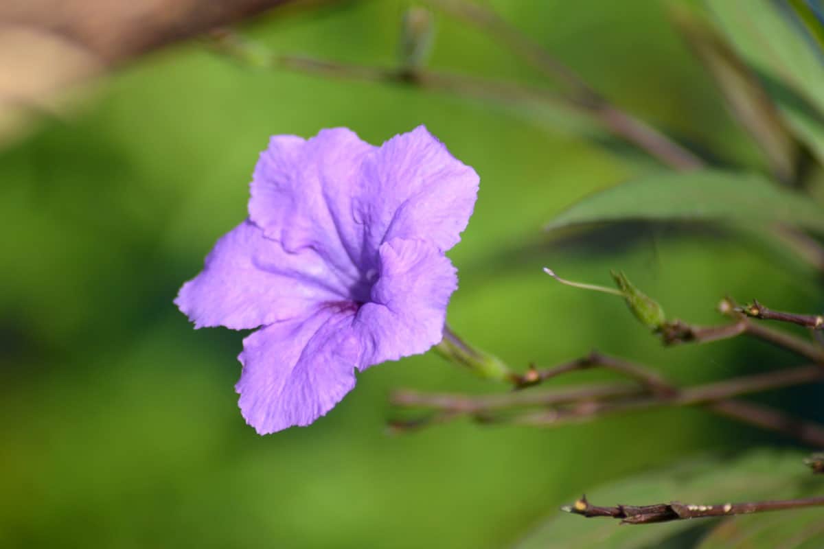 Petunia Ruellia brittoniana purple flower with blurred green background, Dwarf Mexican Petunia - Plant Guide