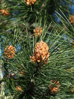 Pinus Sylvestris close up picture, 12 Types Of Pine Trees For Landscaping