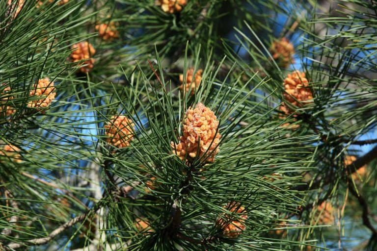 Pinus Sylvestris close up picture, 12 Types Of Pine Trees For Landscaping