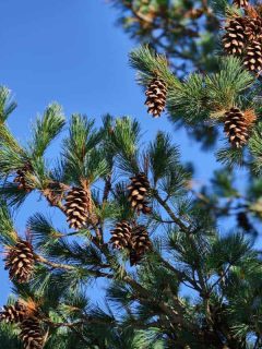 Pinus strobus, commonly denominated the northern white pine on the blue sky background, Eastern White Pine Tree