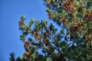 Read more about the article Eastern White Pine Tree Guide
