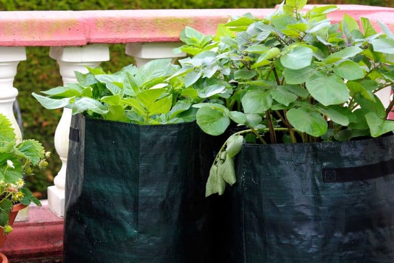 Potatoes being grown in deep eco-friendly bags, How To Grow Potatoes In A Container Indoors