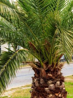 Pygmy date palm trees (Phoenix roebelenii) in city park in Georgia, 11 Low-Maintenance Palm Trees That You'll Love
