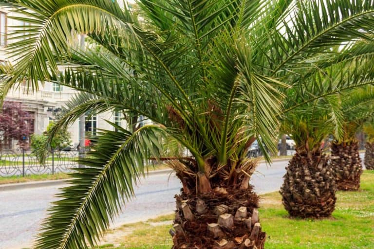 Pygmy date palm trees (Phoenix roebelenii) in city park in Georgia, 11 Low-Maintenance Palm Trees That You'll Love