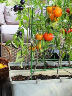 Red, orange, yellow, black tomatoes growing in container at the balcony. How To Grow Tomatoes On A Balcony
