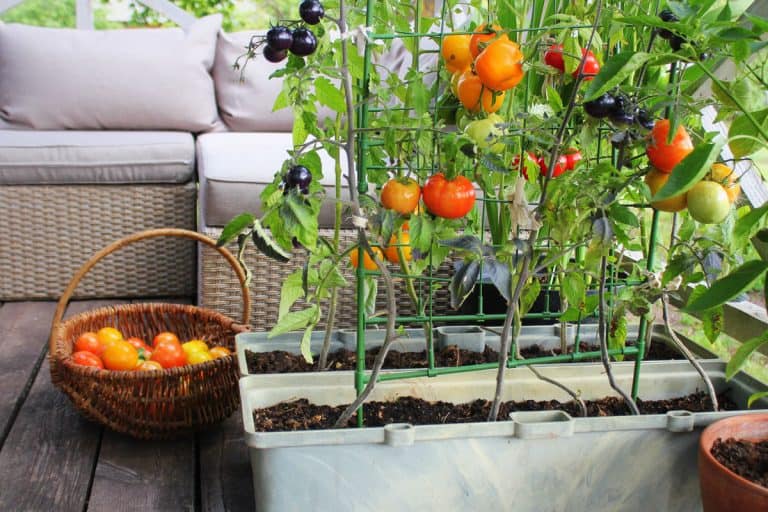 Red, orange, yellow, black tomatoes growing in container at the balcony. How To Grow Tomatoes On A Balcony
