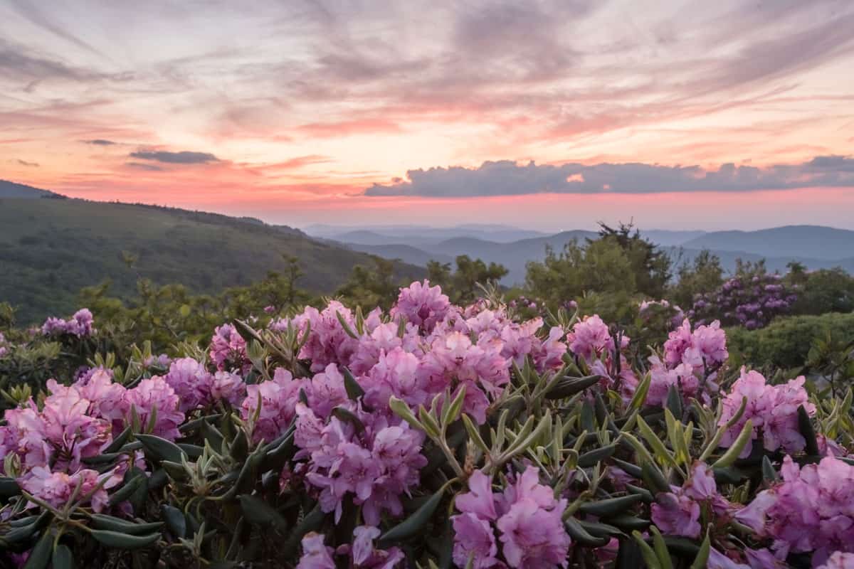 Rhododendron Blooms with Pale Pink Sunset Behind over mountain range