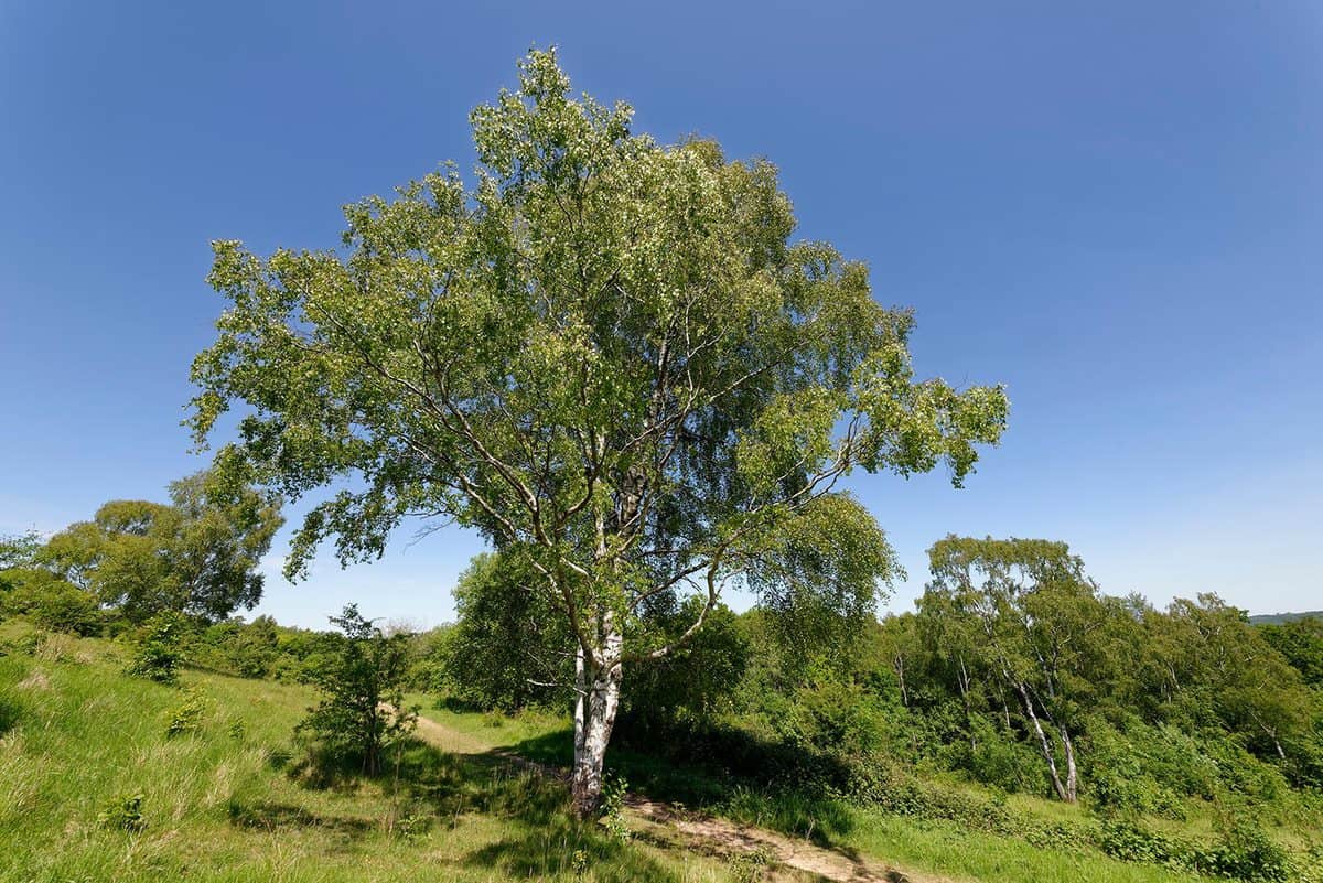 Silver birch - Betula pendula tree in early summer