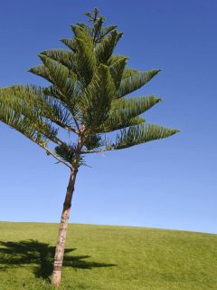 Small norfolk pine tree on grassy field with blue sky background, Norfolk Island Pine Tree Care Guide