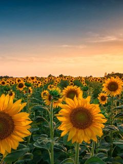 Sunflower plantation photographed on sunset, 10 Best Planters For Sunflowers