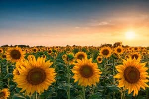 Read more about the article 10 Best Planters For Sunflowers
