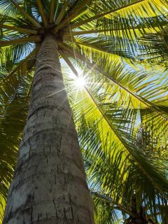 Sunlight creates a star shape through the leaves of tropical coconut palm trees, 11 Palm Trees That Provide Shade