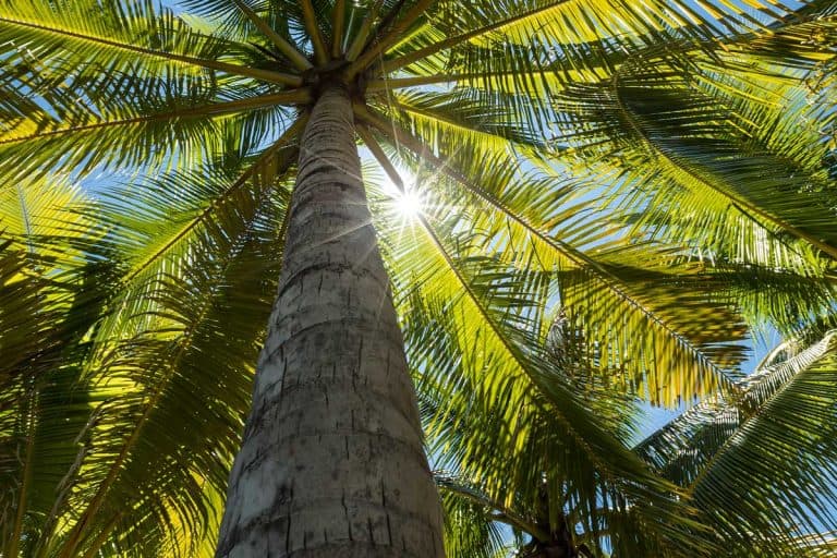 Sunlight creates a star shape through the leaves of tropical coconut palm trees, 11 Palm Trees That Provide Shade