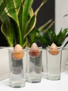 Three avocado seeds dipped in water in order to grow, What Fruit Can You Grow Indoors?