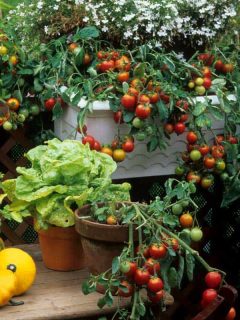 Tomato gardening in balcony, 10 Awesome Balcony Garden Containers