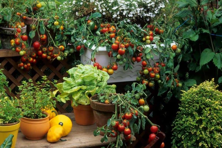 Tomato gardening in balcony, 10 Awesome Balcony Garden Containers
