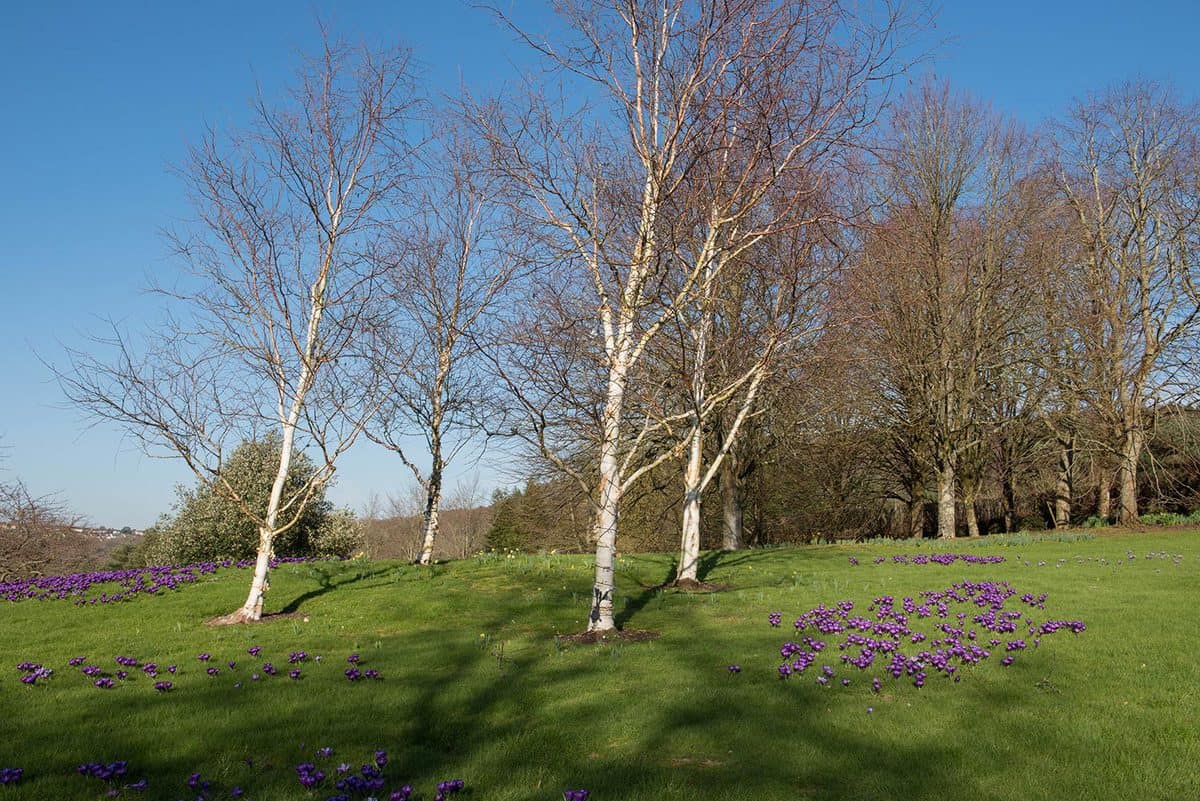 West himalayan birch tree (Betula utilis var. jacquemontii) surrounded by winter flowering crocuses in a country cottage garden