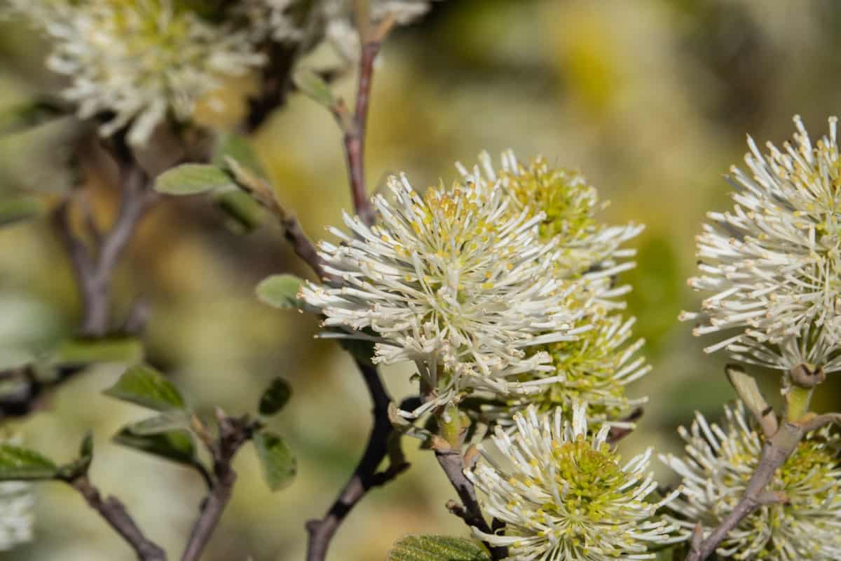 Witch alder (Fothergilla major) flowers in bloom in springtime