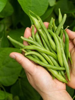 Woman holding green beans on hand, How To Grow Green Beans Indoors
