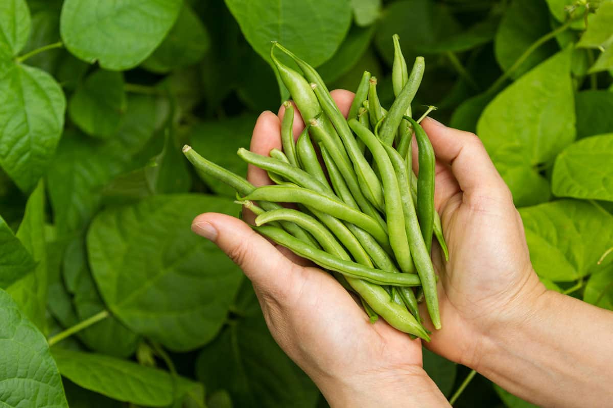 Woman holding green beans on hand, How To Grow Green Beans Indoors