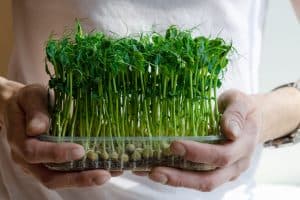 Read more about the article How To Grow Microgreens Indoors