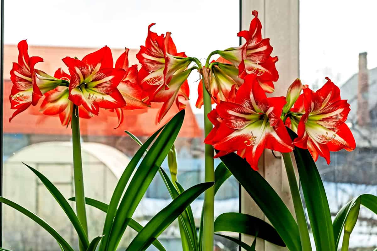 large red Amaryllis flowers bloom on the windowsill