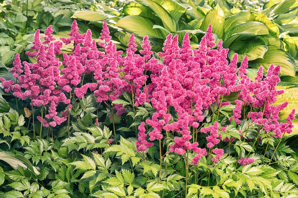 pink astilbe flowers on a green grass background
